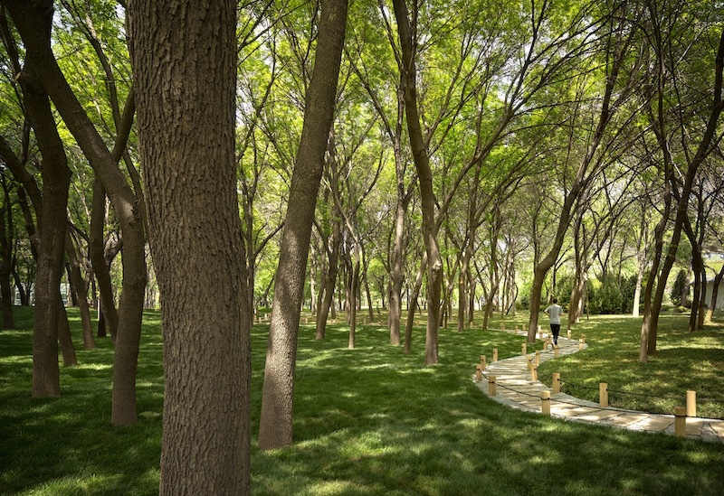 A stone stepped pathway meanders through the forest.