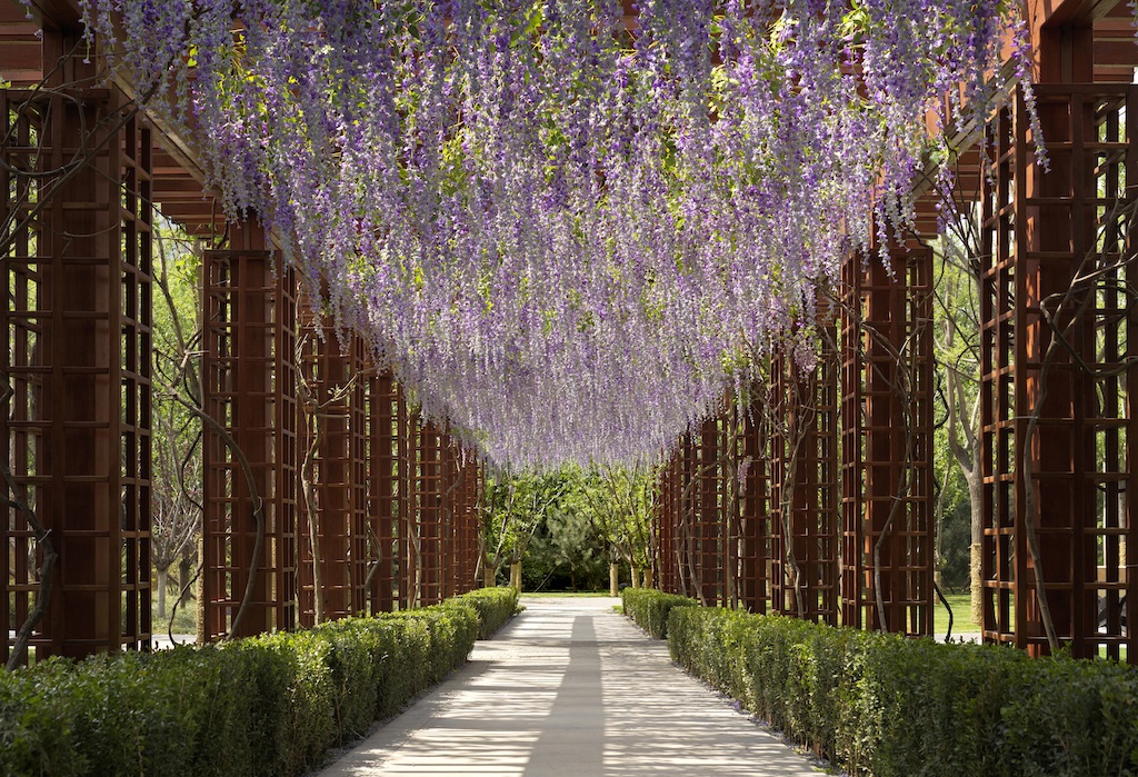 Wisteria-laden trellis leads from the MAHA residence to the plum blossoms garden.