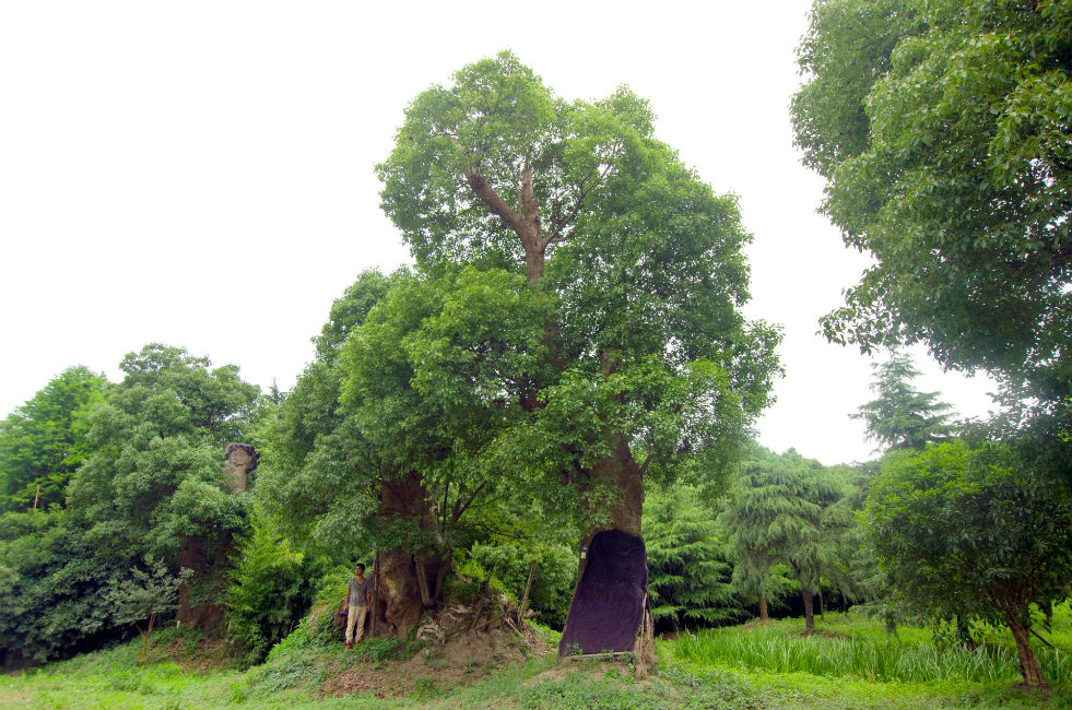 Camphor tree forest